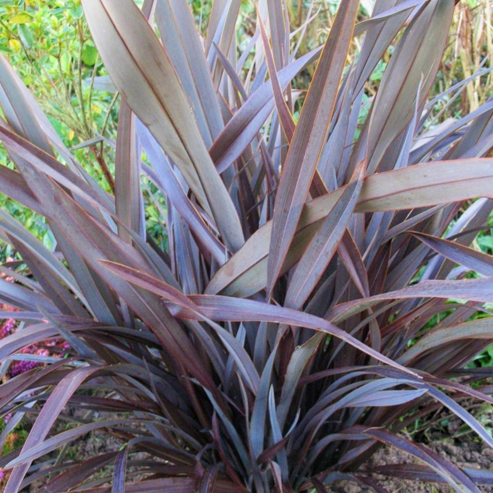 Phormium 'Purple Mountain' (Flax)