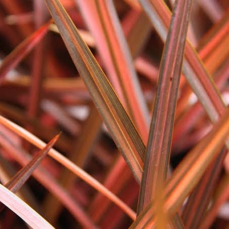 Phormium 'Evening Glow' (Flax)