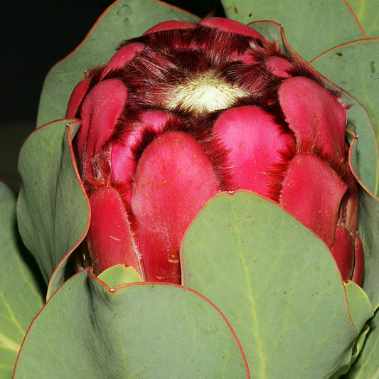 Protea grandiceps (Peach Protea)