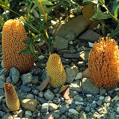 Banksia repens (Creeping Banksia)