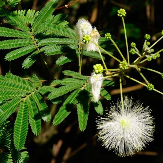 Calliandra portoricensis (Powder Puff)