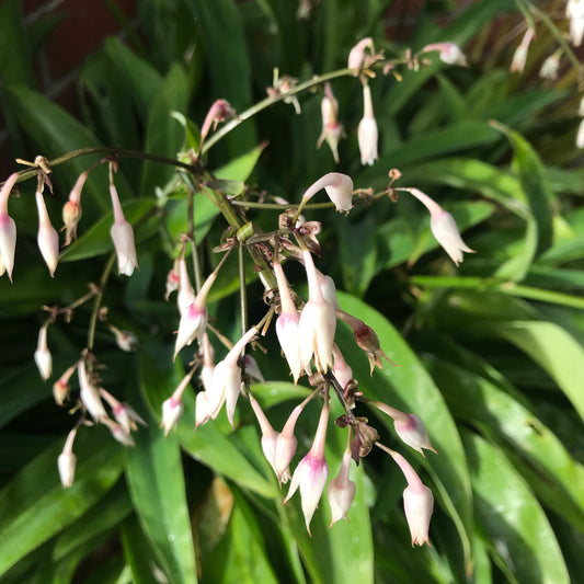 Arthropodium cirratum (Rengarenga)