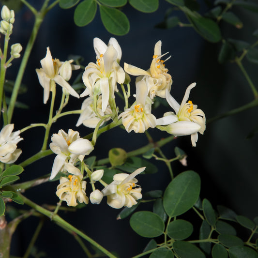 Moringa oleifera (Horseradish Tree)