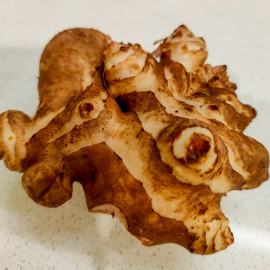 Helianthus tuberosus (Jerusalem Artichoke)