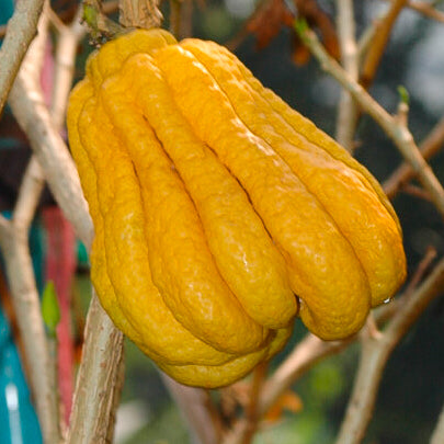 Citrus medica var. sarcodactylis (Fingered Citron, Buddha's Hand)