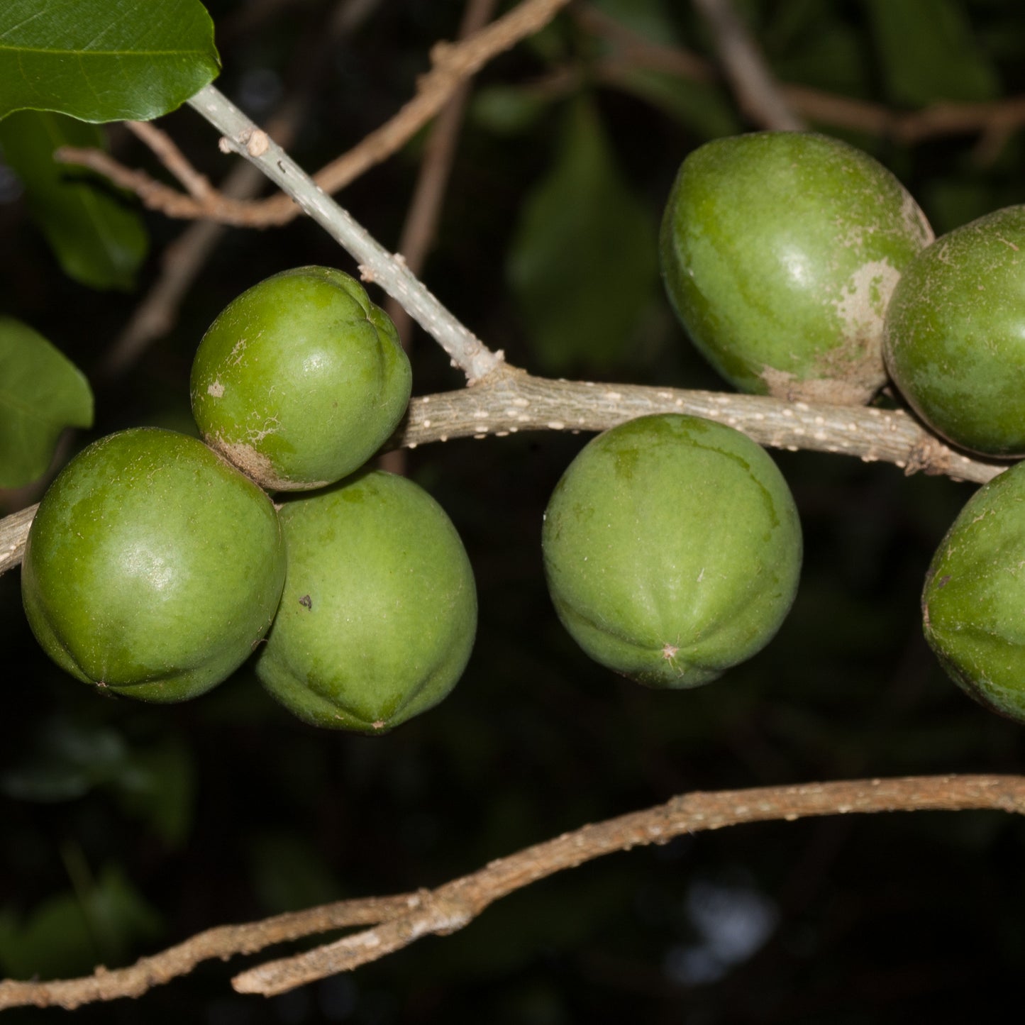 Casimiroa edulis 'Luke' (White Sapote)