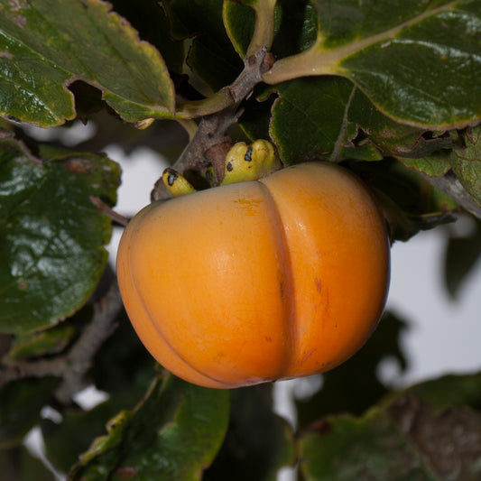 Diospyros kaki 'Fuyu' (Japanese Persimmon)