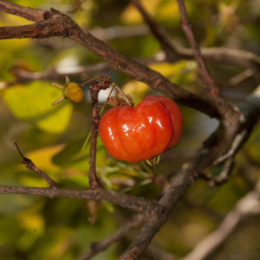 Eugenia uniflora (Suriname Cherry)