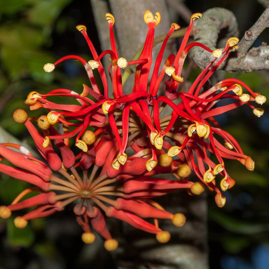 Stenocarpus sinuatus (Firewheel Tree)