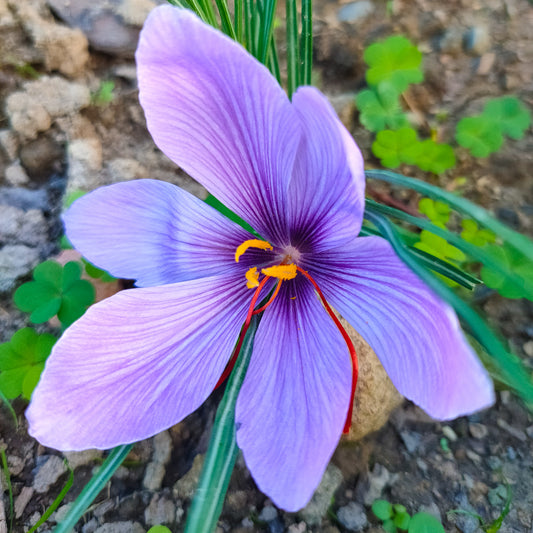 Crocus sativus saffron flowers bulbs