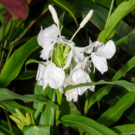 Hedychium coronarium (Garland Flower)