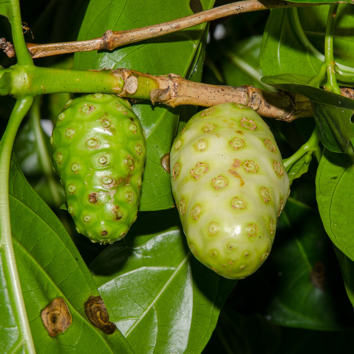 Morinda citrifolia (Noni)