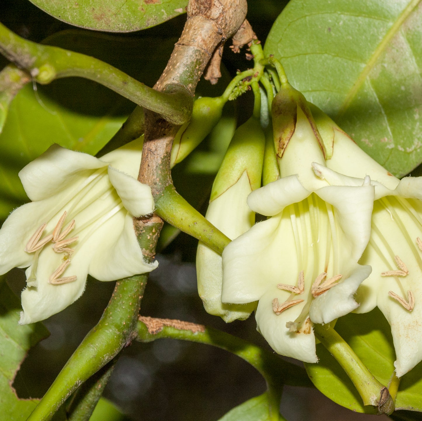 Tecomanthe speciosa (Winter Bells, Three Kings Climber)