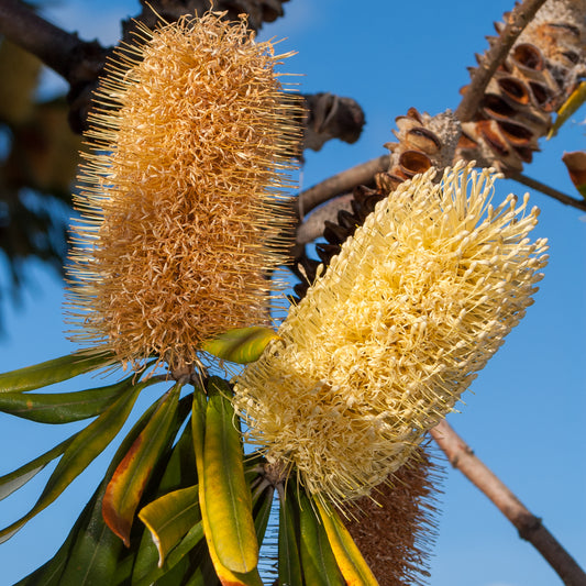 Banksia integrifolia (Coast Banksia)