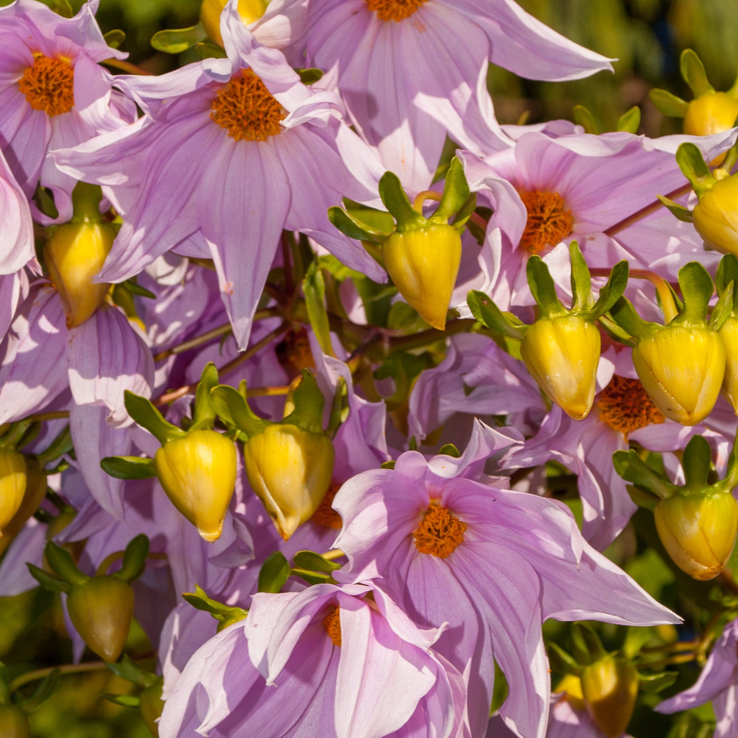 Dahlia imperialis (Tree Dahlia)