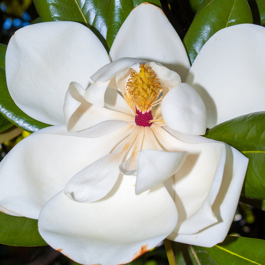 Magnolia grandiflora 'Little Gem' (Southern Magnolia)