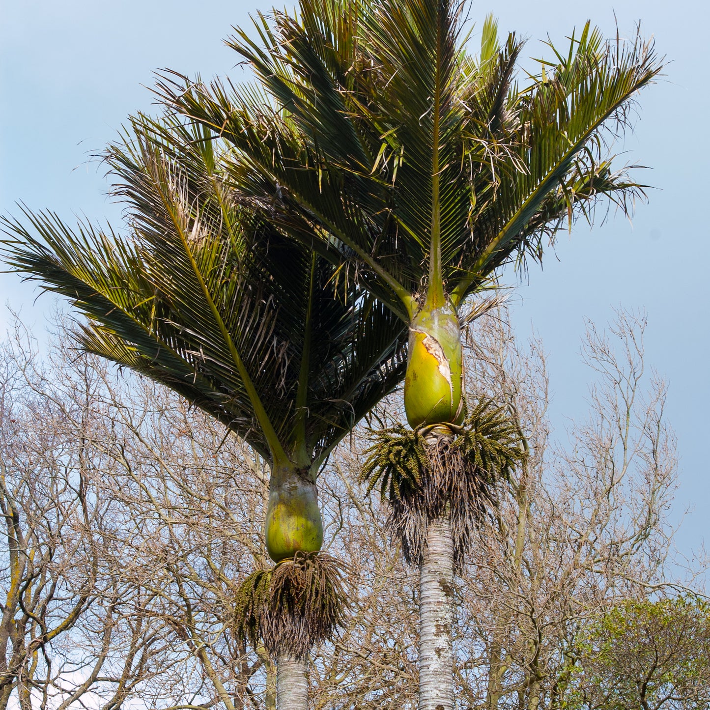 Rhopalostylis sapida 'Chatham Island' (Chatham Island Nikau Palm)