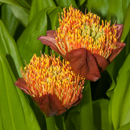 Scadoxus puniceus (Paintbrush Lily)