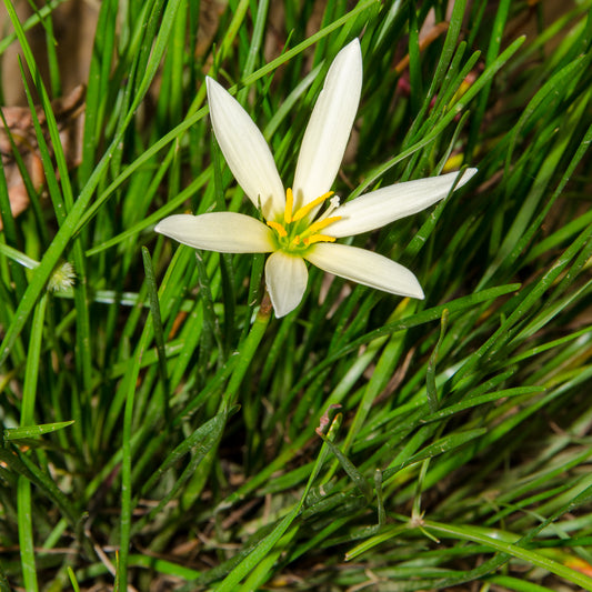 Zephyranthes candida (White Rain Lily)