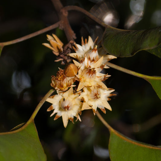 Mimusops elengi (Spanish Cherry)