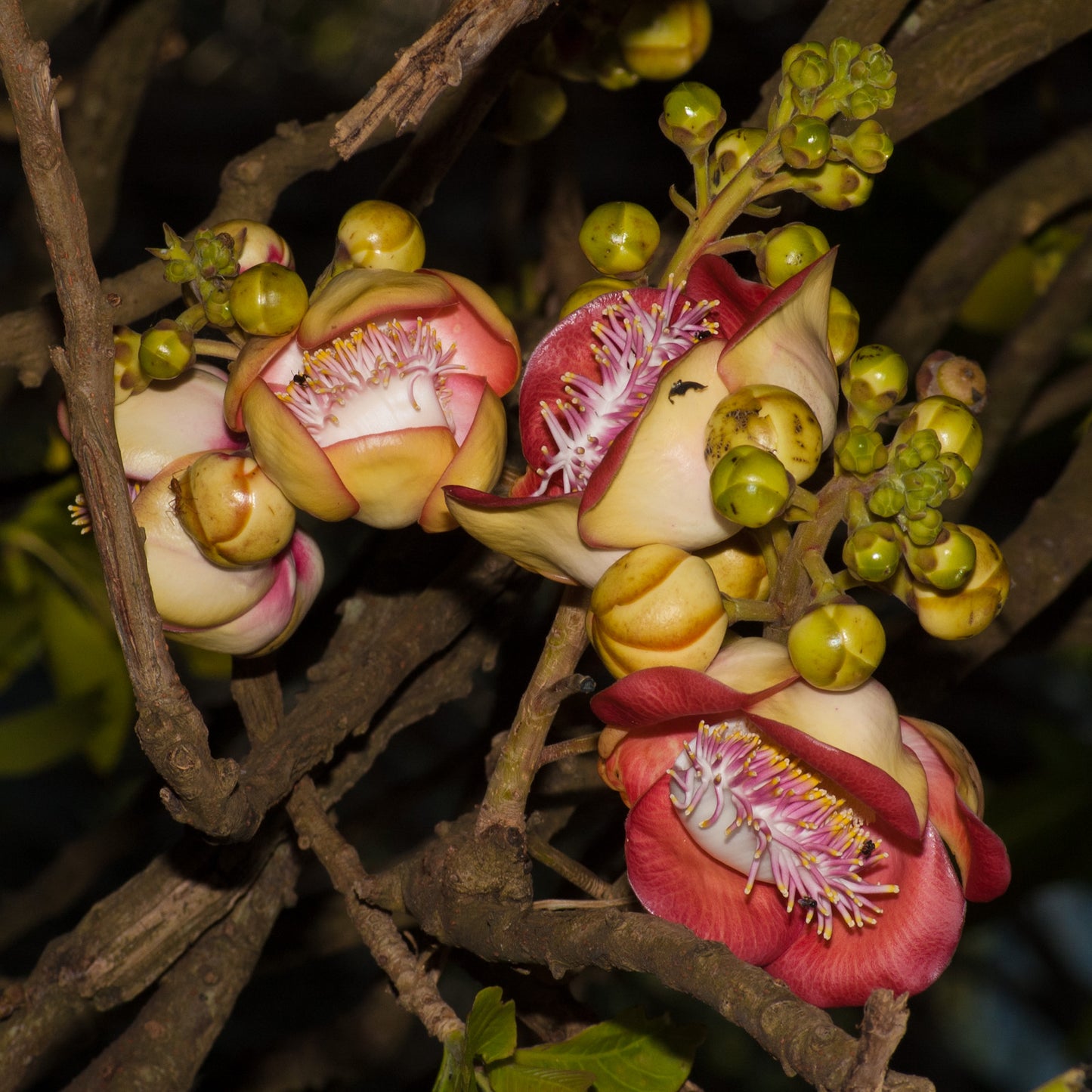 Couroupita guianensis (Cannonball Tree)