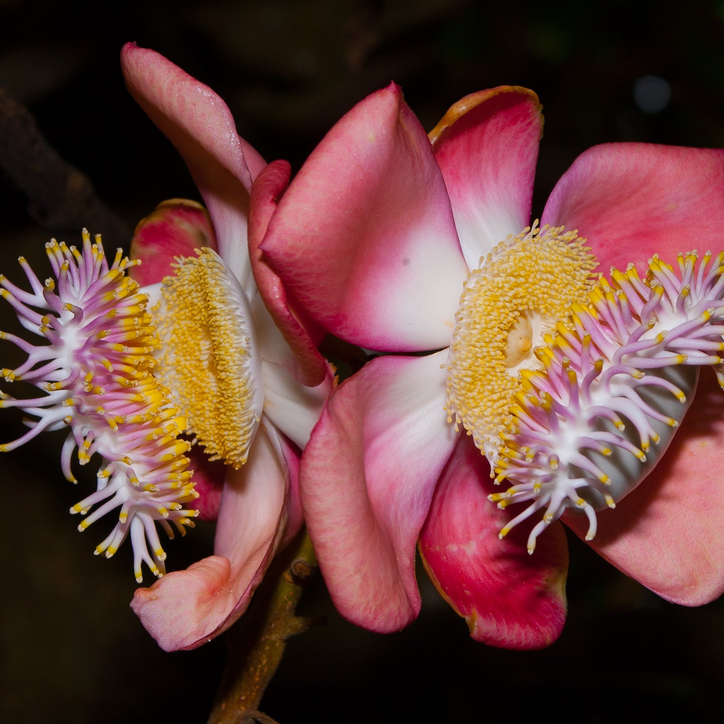 Couroupita guianensis (Cannonball Tree)