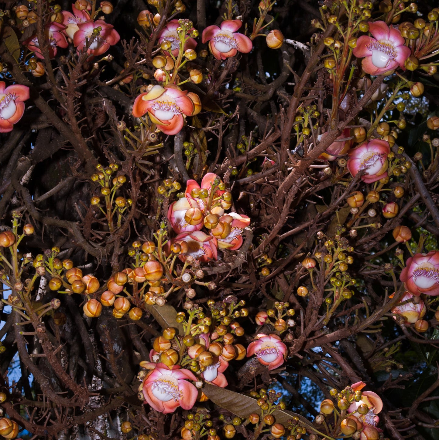 Couroupita guianensis (Cannonball Tree)