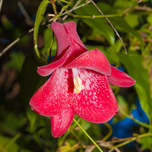 Lapageria rosea (Chilean Bellflower)