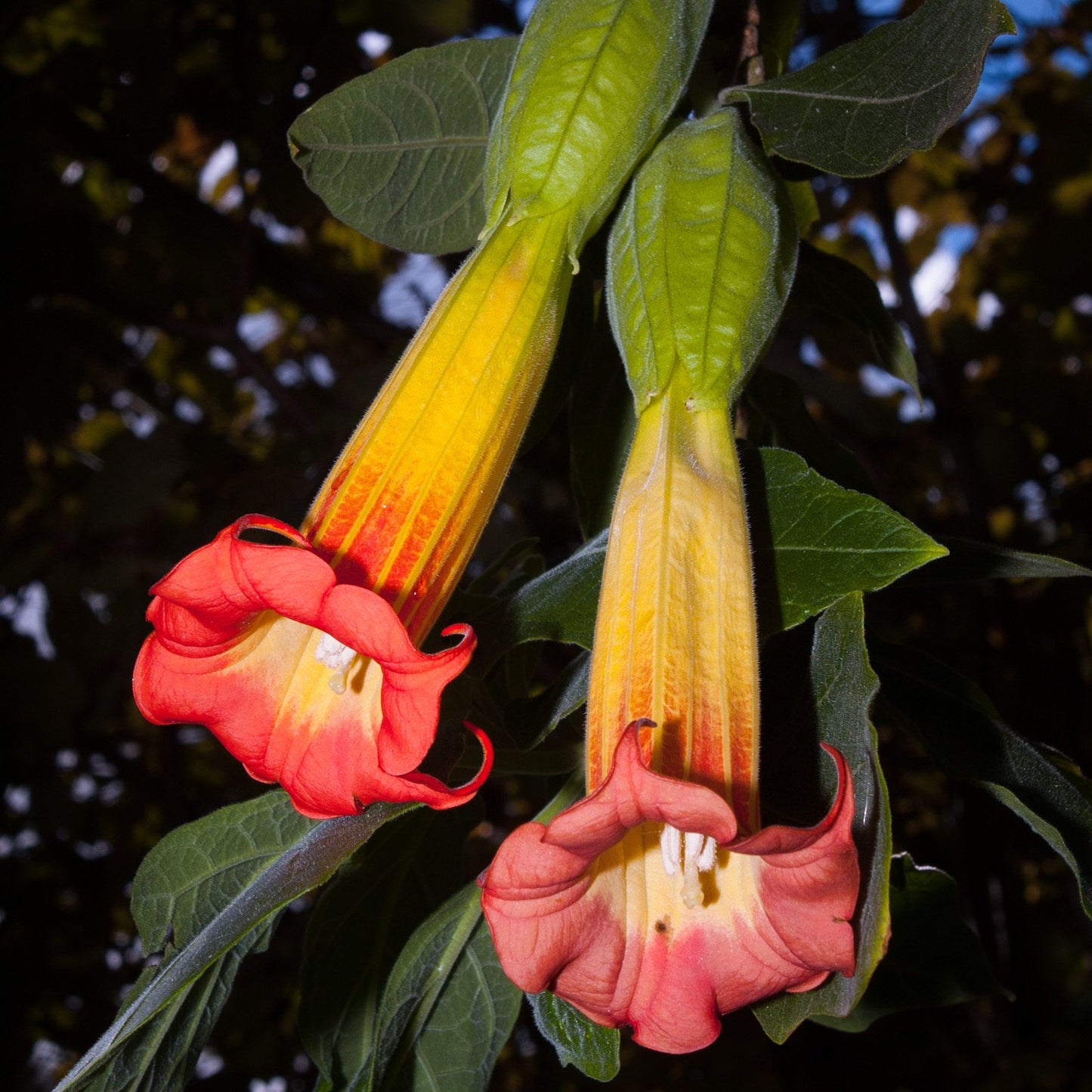 Brugmansia sanguinea (Red Angel's Trumpet)