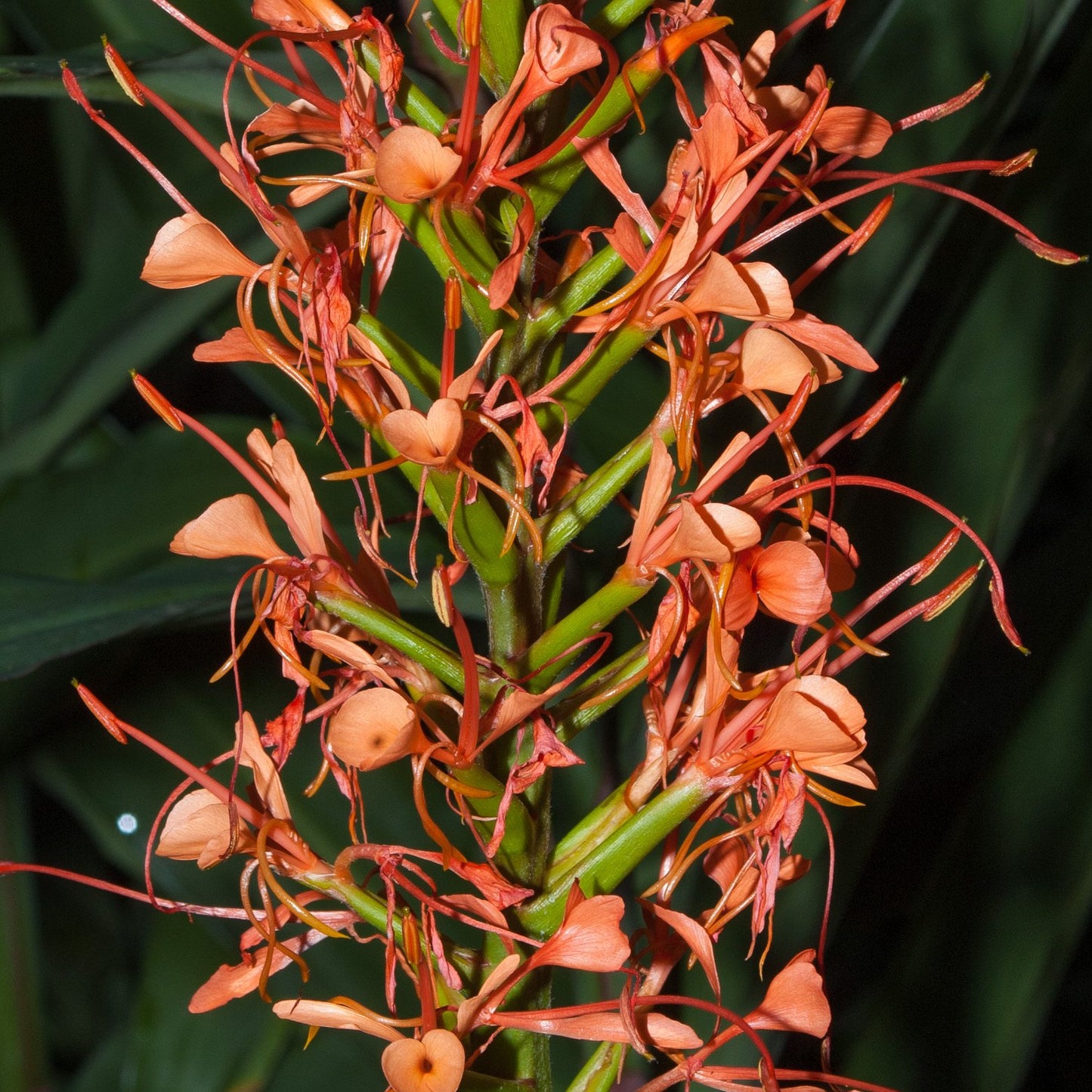 Hedychium greenii (Hardy Ginger)