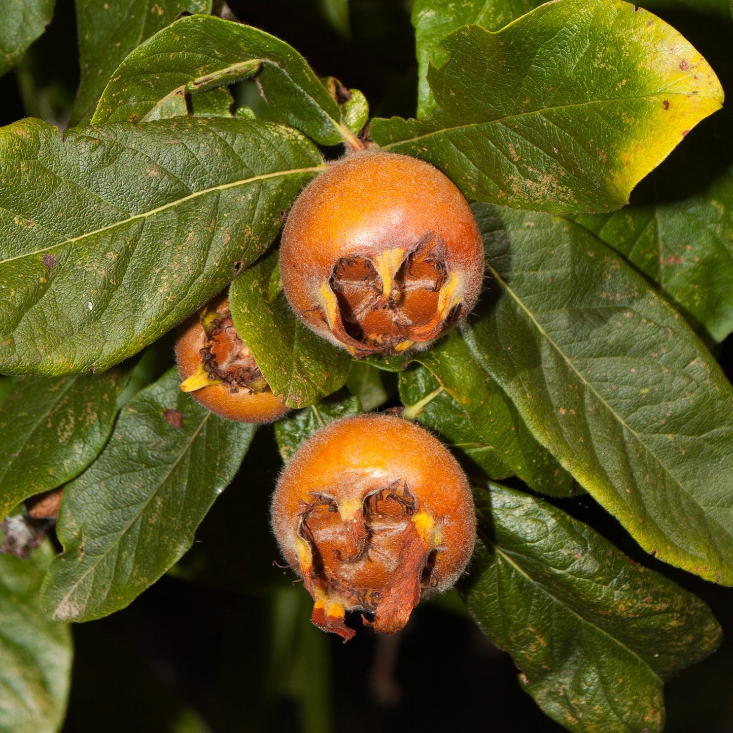 Mespilus germanica (Medlar)