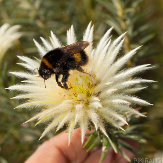 Phylica plumosa (Flannel Flower)