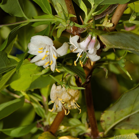 Lonicera fragrantissima (Fragrant Honeysuckle)