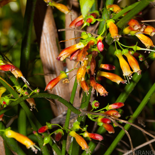 Halleria lucida (African Honeysuckle)