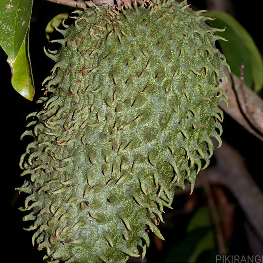 Annona muricata soursop fruit