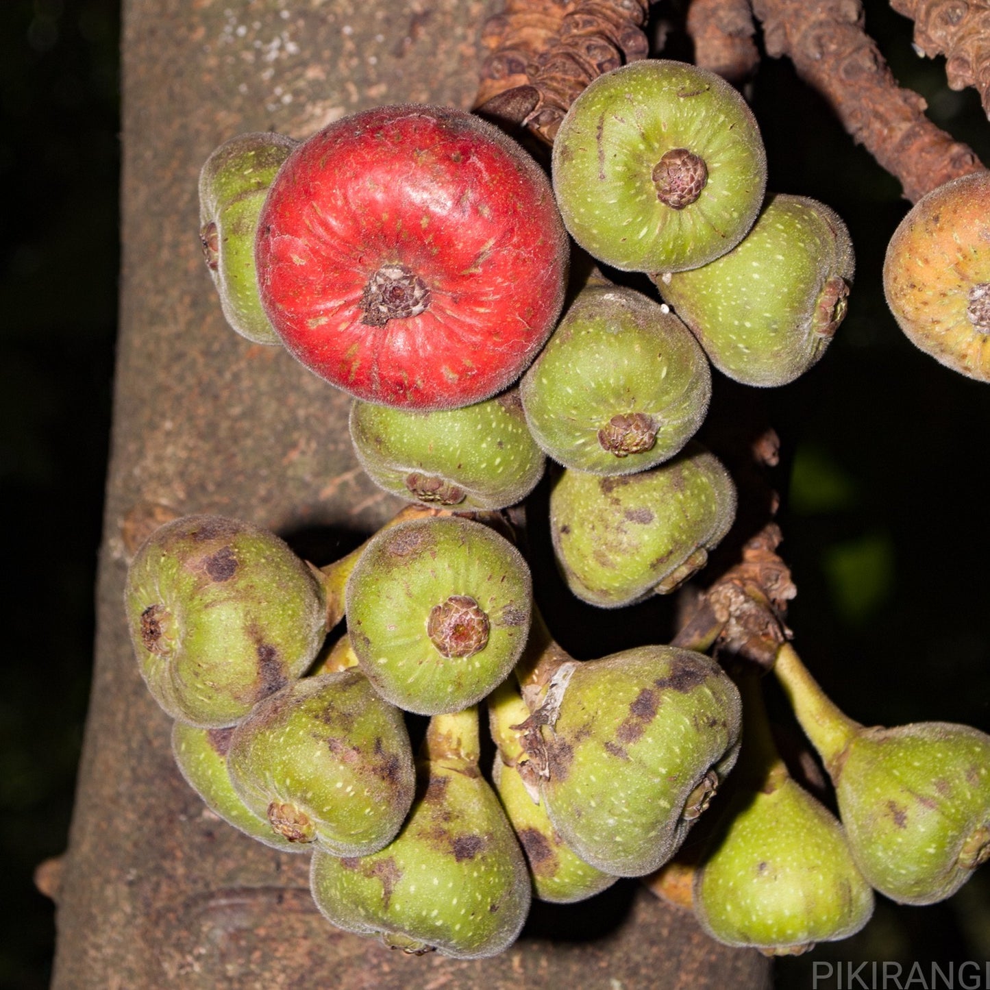 Ficus auriculata (Elephant Ear Fig)