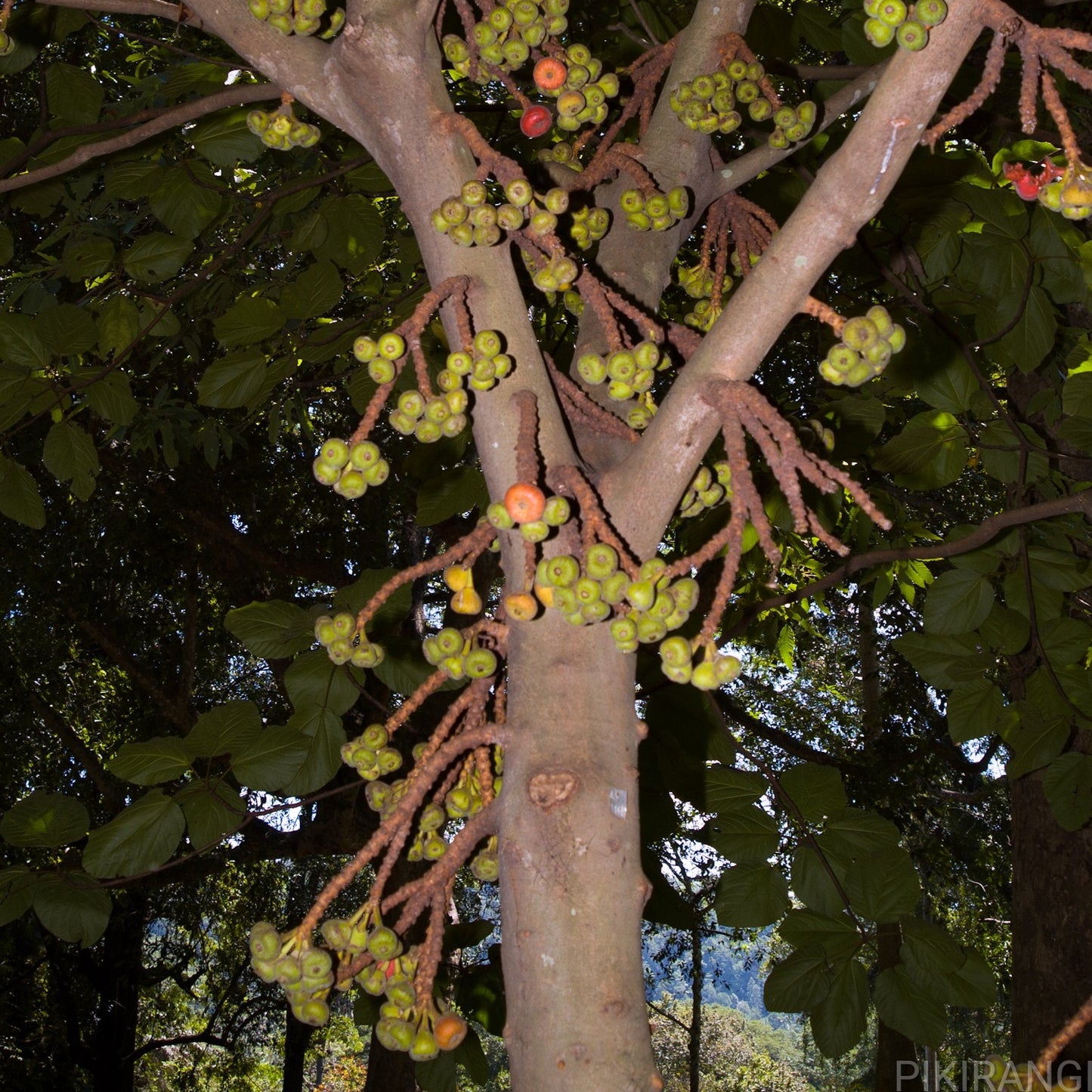 Ficus auriculata (Elephant Ear Fig)