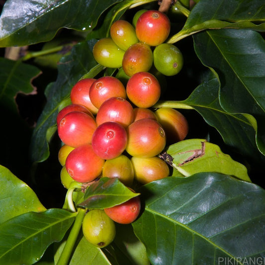 Coffea arabica coffee 