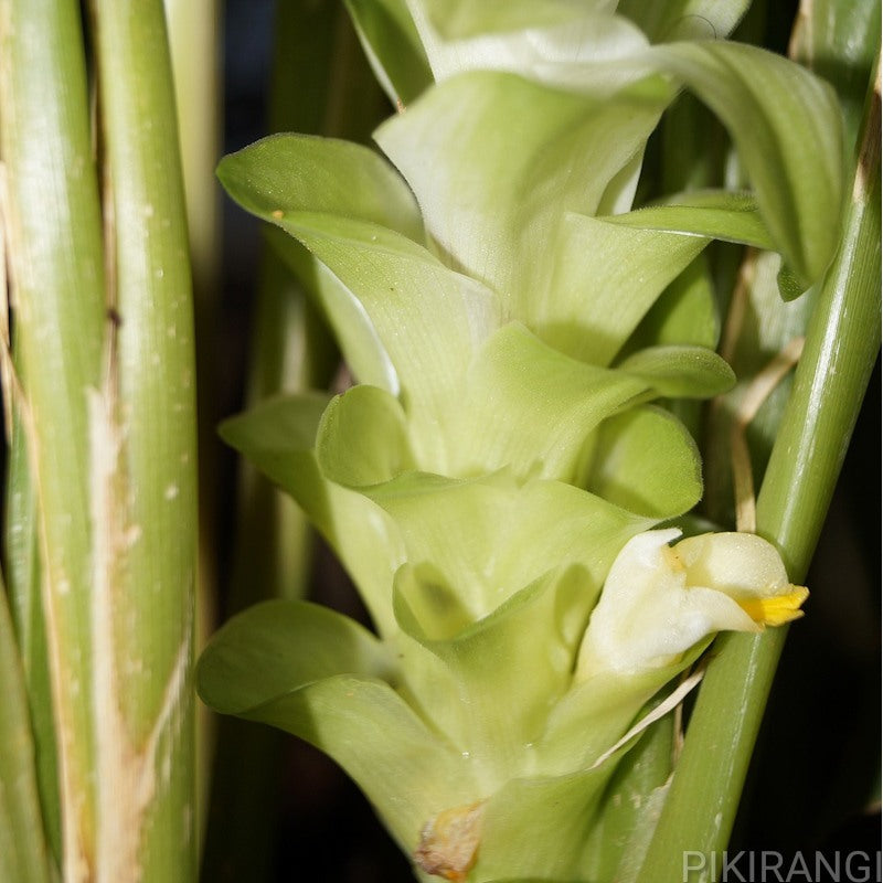 Curcuma longa (Turmeric)