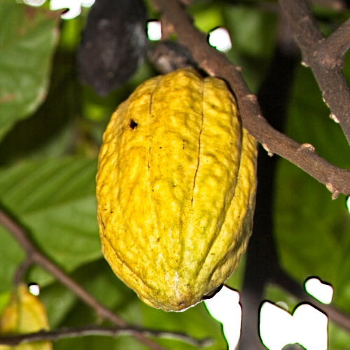 Theobroma cacao (Cocoa)