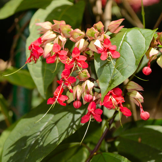 Clerodendrum thomsoniae