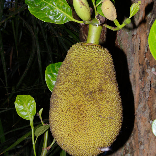 Jackfruit Maldives fruit sweet