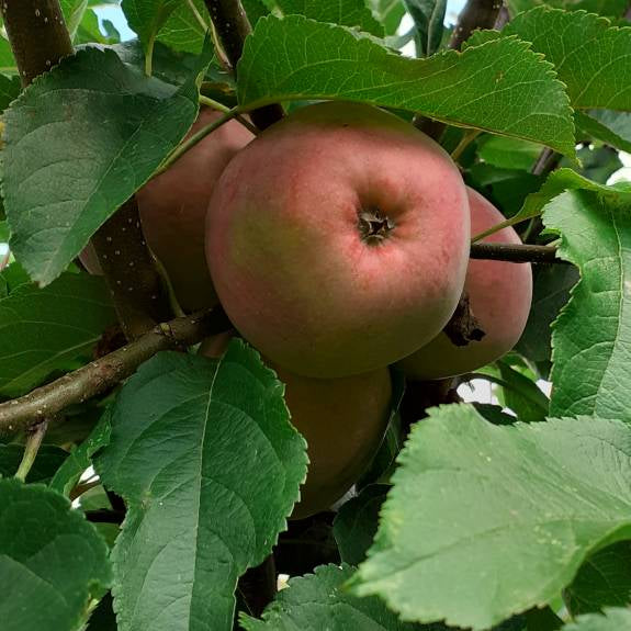 Malus domestica 'Liberty' M26 (Apple)