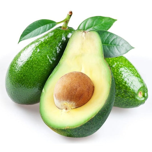 Persea americana 'Fuerte' (Avocado)