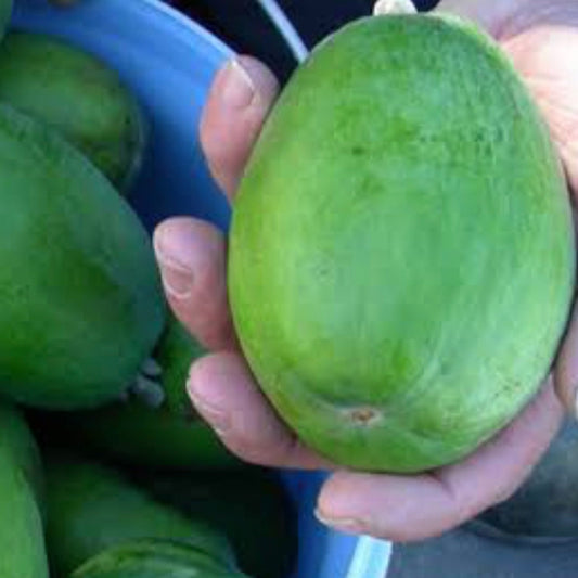 Feijoa sellowiana 'Mammoth' (Feijoa)