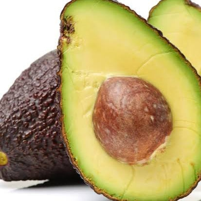 Persea americana 'Hashimoto' (Avocado)