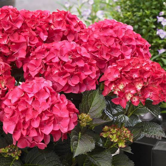 Hydrangea 'Tuxedo Red'