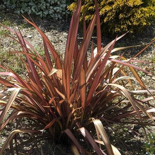 Phormium 'Evening Glow' (Flax)