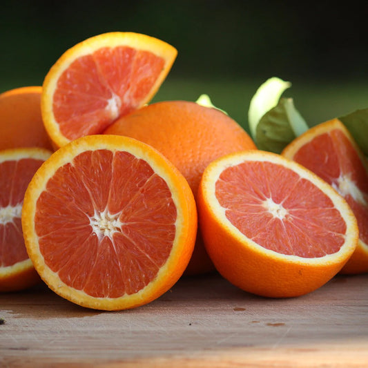 Citrus × sinensis 'Cara Cara' (Orange) High Colour Navel